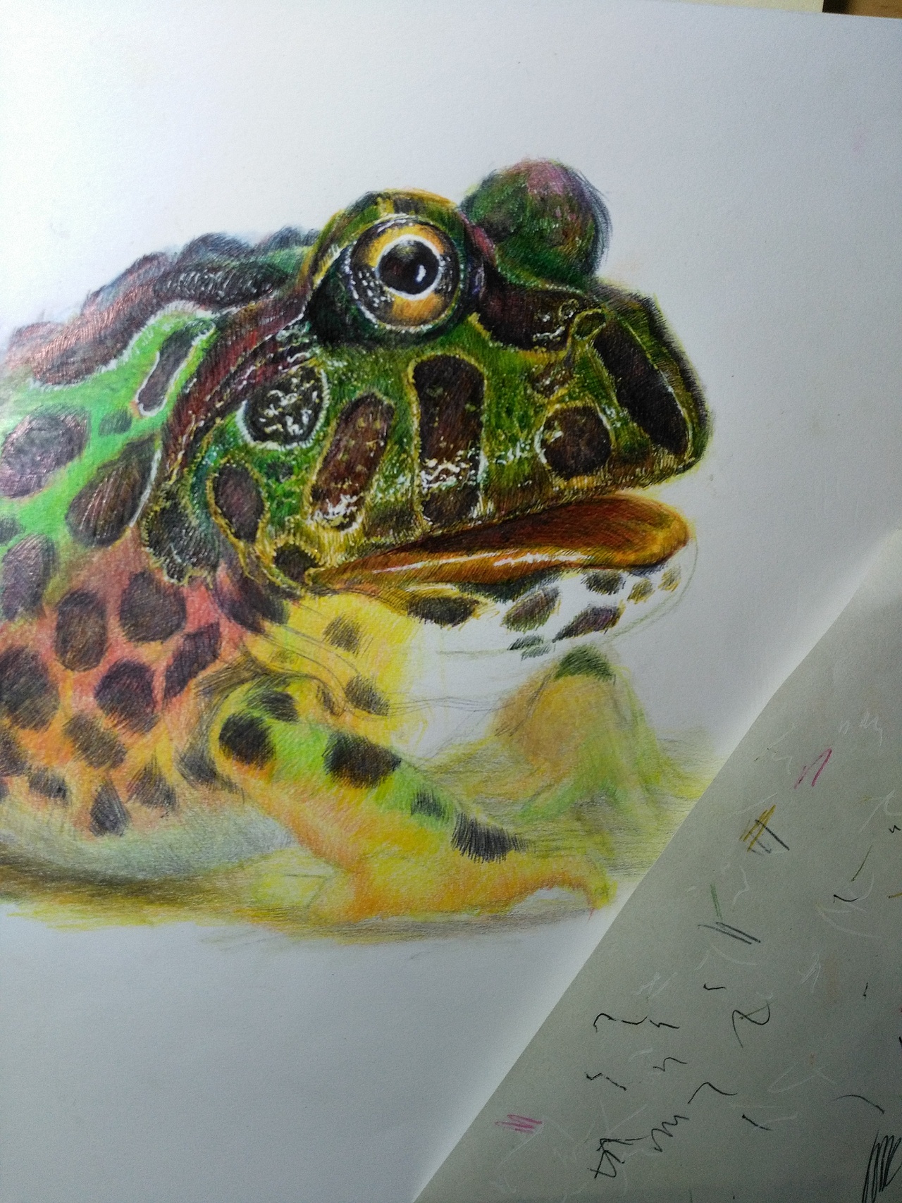 牛蛙临摹_yq手绘-站酷zcool