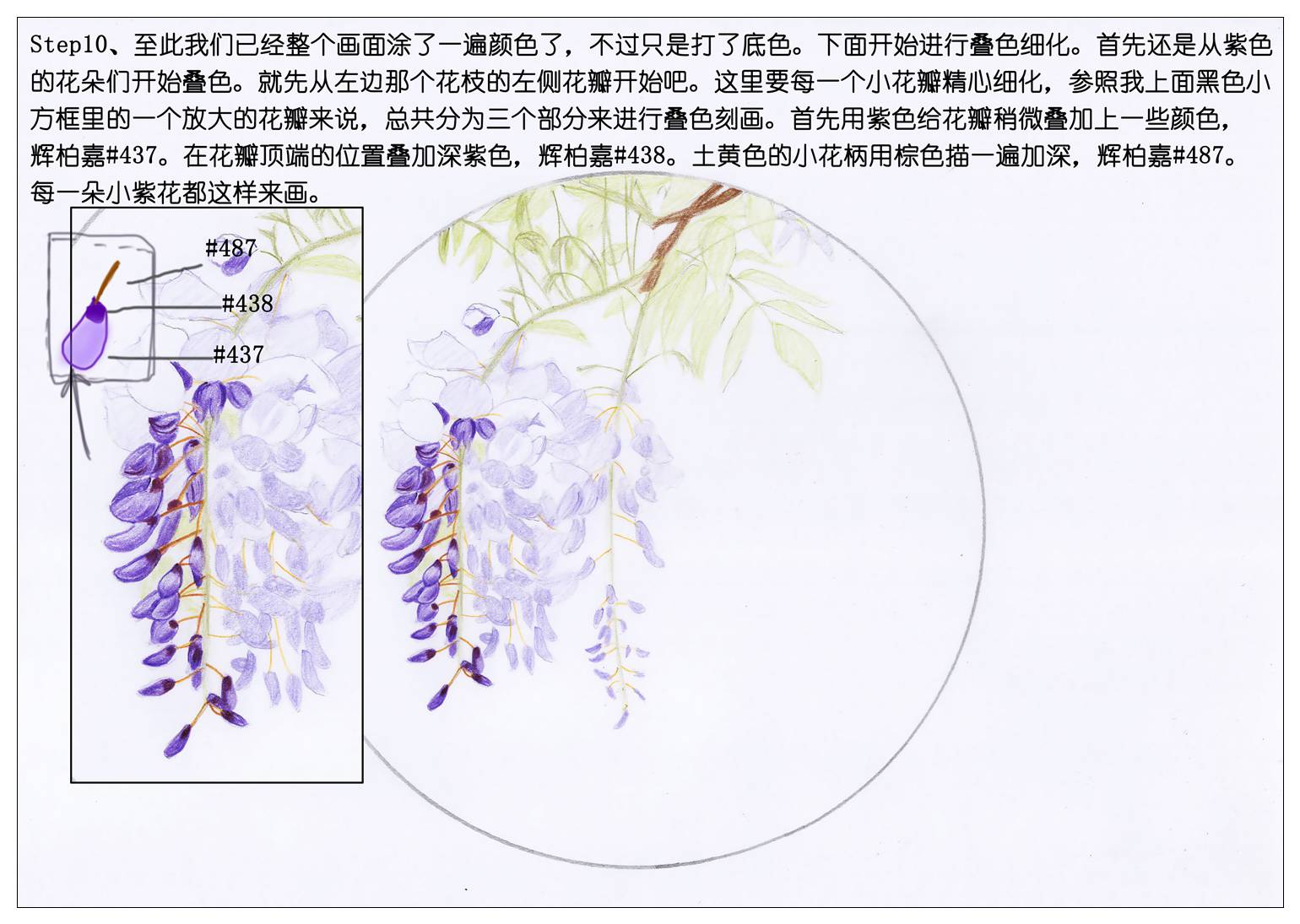 紫藤花解剖结构图图片