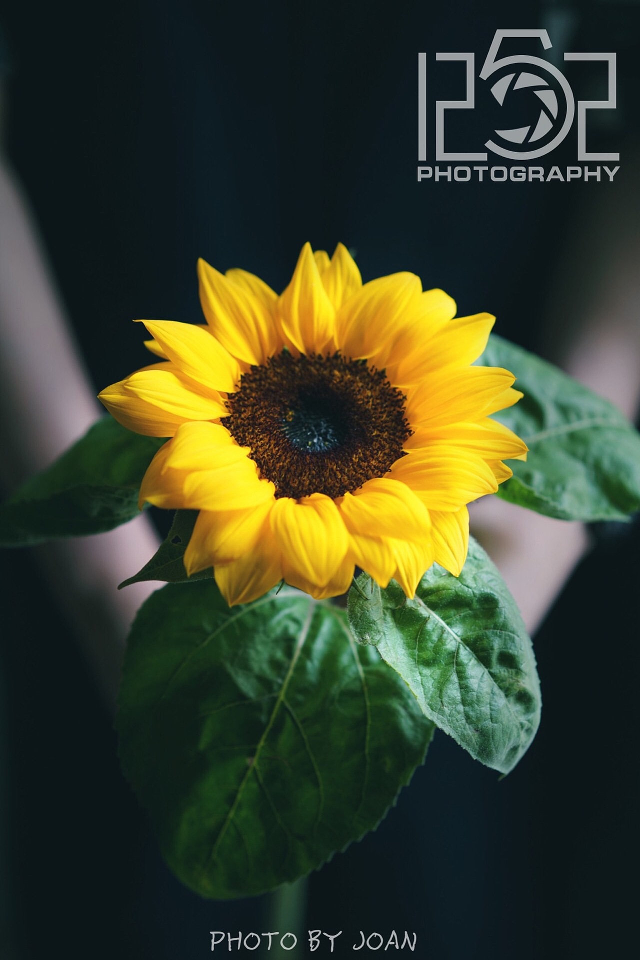 #1252第二轮约拍##黄#（图ZMTE0NjQwMDQ0） - 产品摄影 - 站酷设计师1252photo原创素材 - 站酷ZCOOL