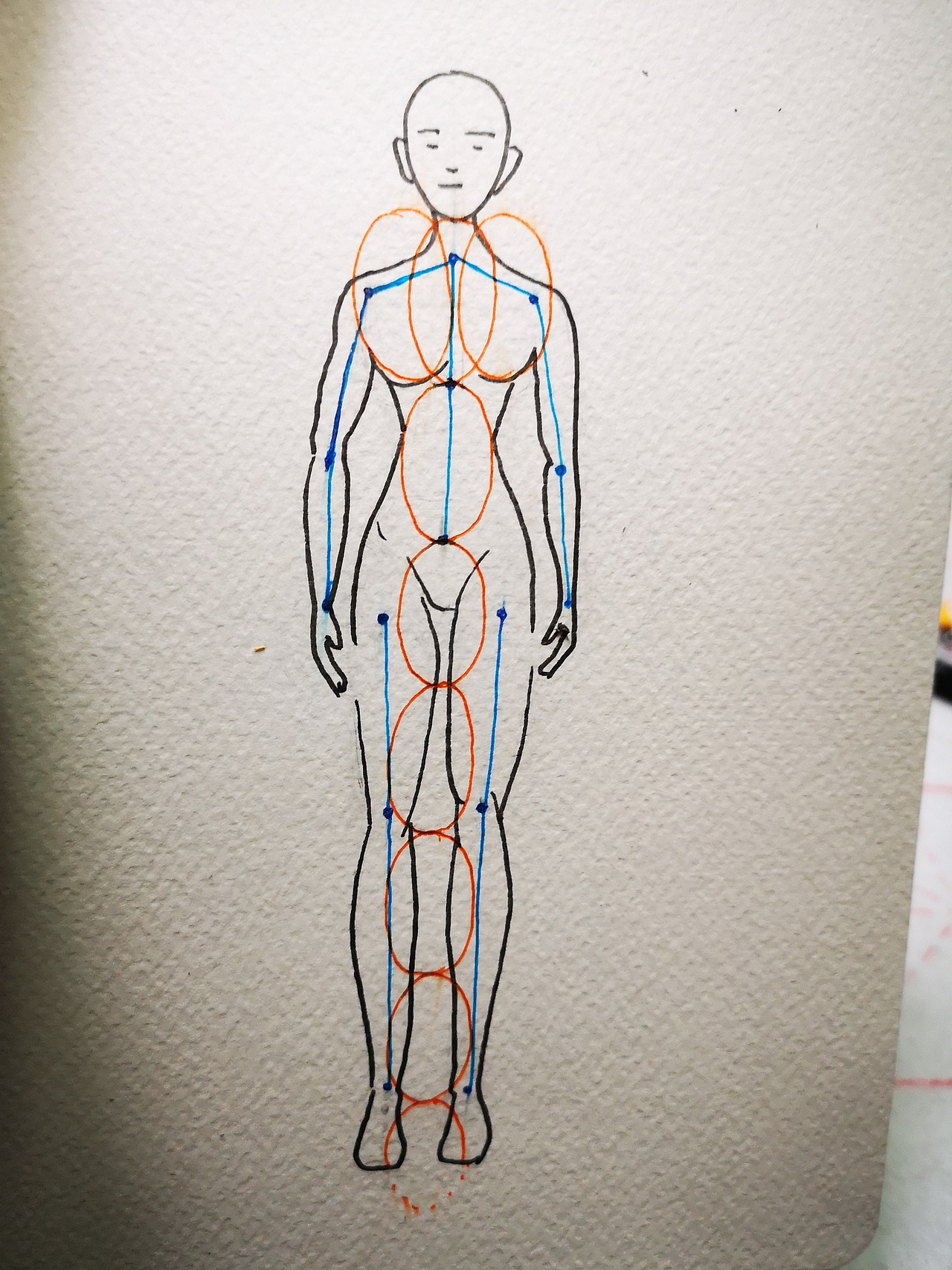 人体结构练习