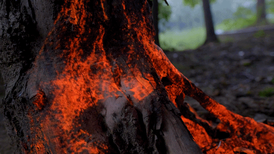 沿着树干慢慢往上爬...