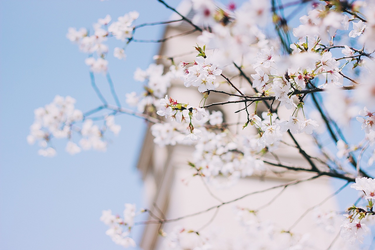 还记得那年越秀樱花树下~