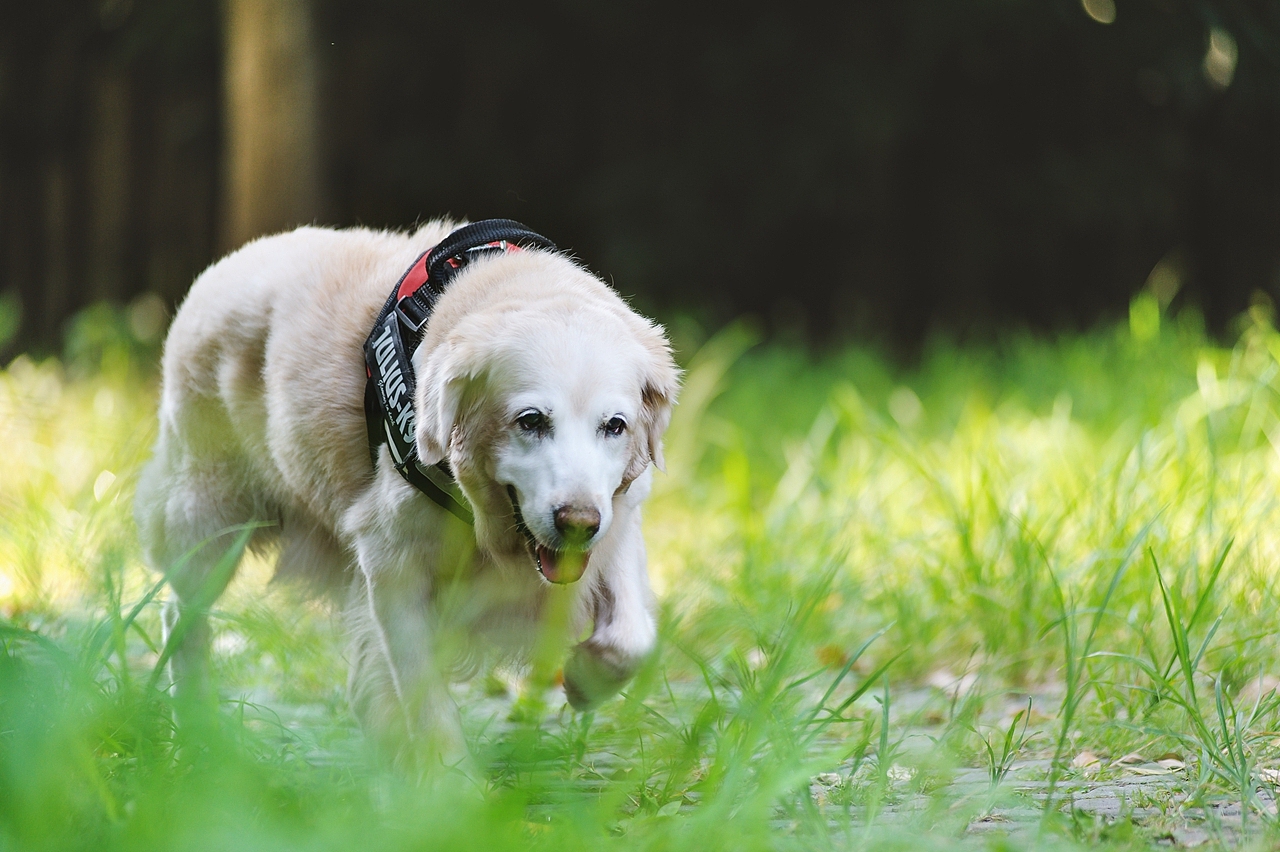 【纪实宠物摄影】