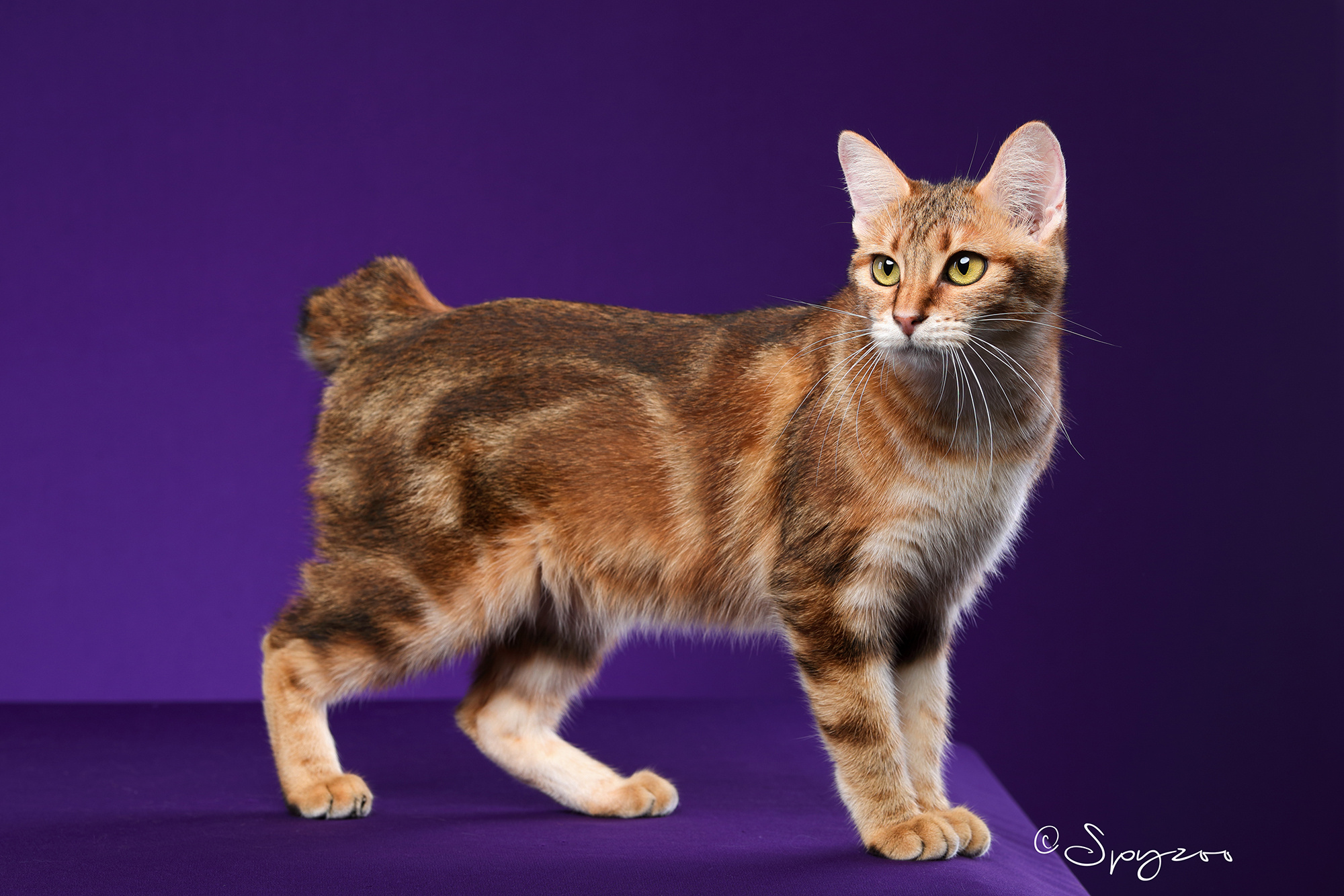 spyzoo大连wcf现场拍摄的千岛短尾猫