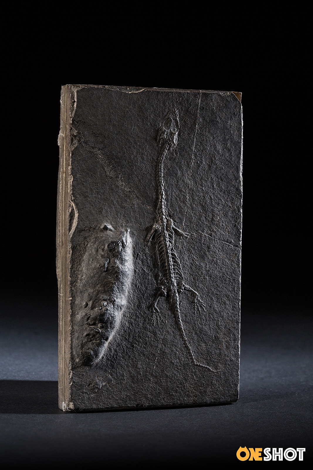 一些化石和矿石（图ZMTM4NTYyNzky） - 产品摄影 - 站酷设计师WildKay原创素材 - 站酷ZCOOL