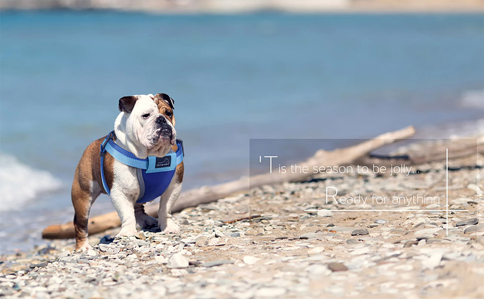 宠物产品场景图合集