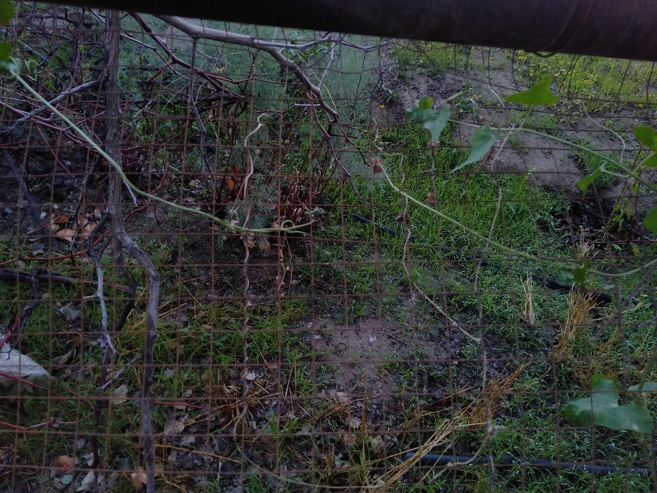 在叔叔度假村摘杏子的时候,栅栏旁边的小土丘在浇水。