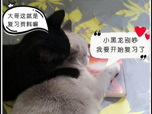 《猫咪通话》-英语六级考试