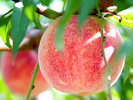 【關(guān)關(guān)·意畫?】九月紅（個人主頁-ZMzExNjI2Njg=） - 產(chǎn)品攝影 - 站酷設(shè)計師百川取則原創(chuàng)素材 - 站酷ZCOOL