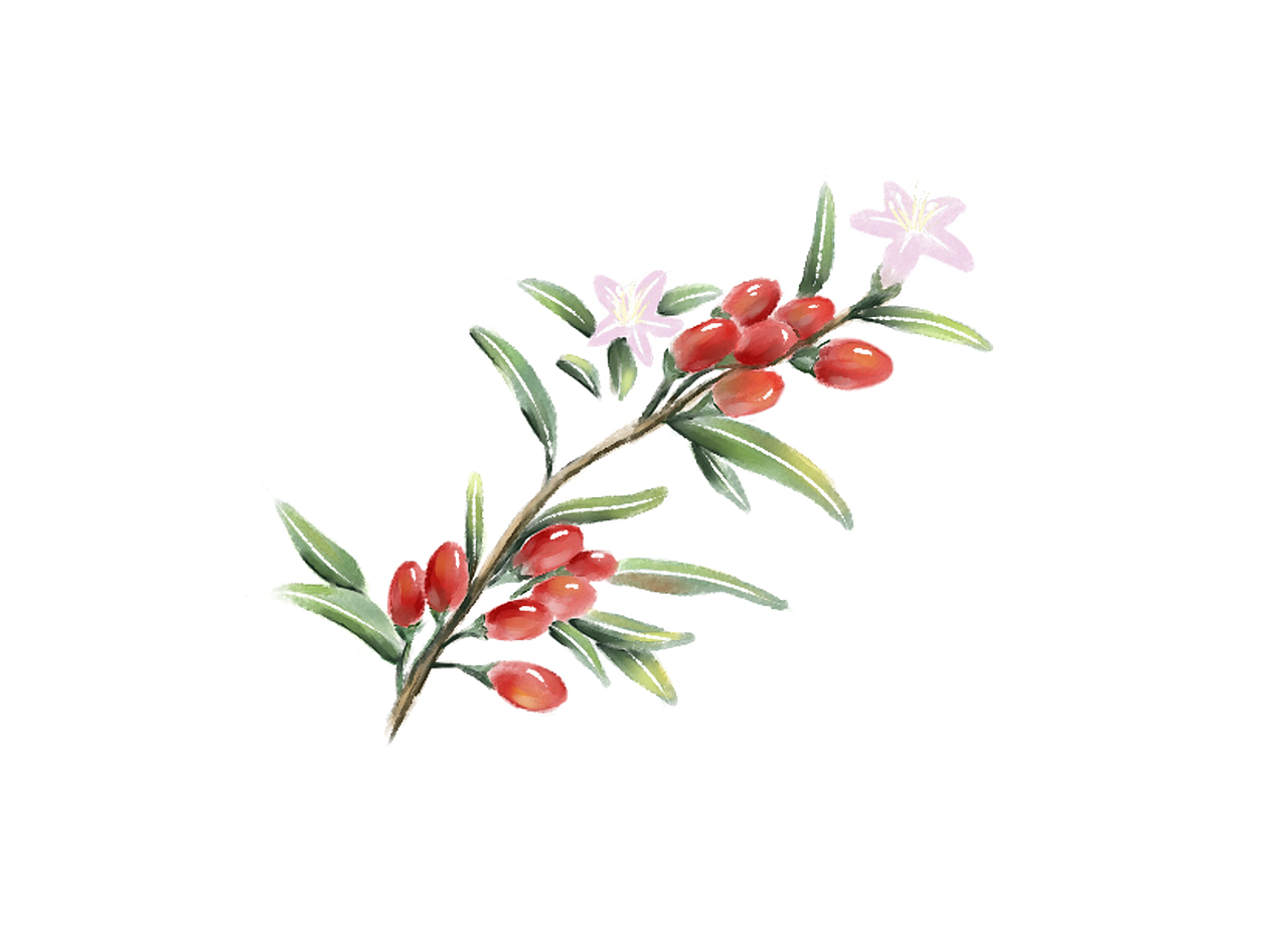 枸杞包裝手繪（圖ZMTA5ODI0MTM2） - 包裝 - 站酷設(shè)計(jì)師花花涂鴉原創(chuàng)素材 - 站酷ZCOOL