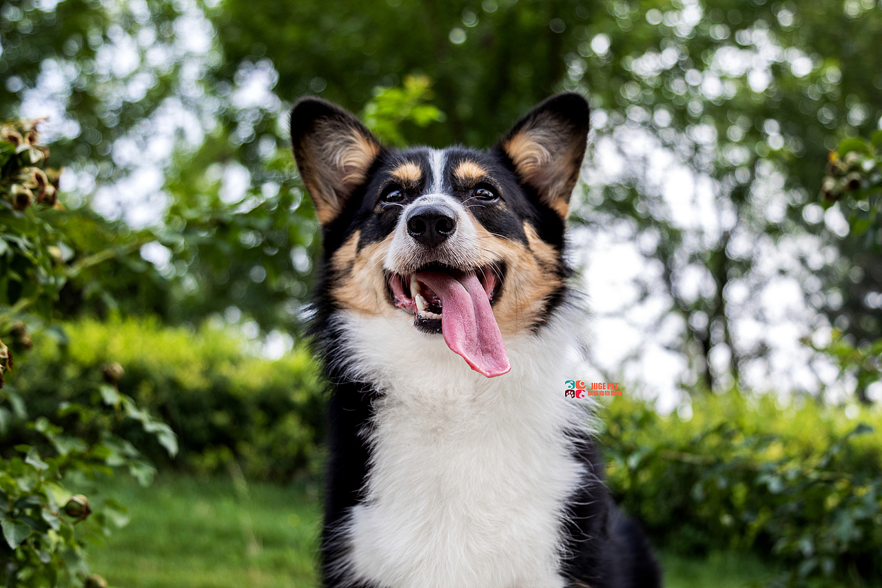 宠物摄影|柯基犬全套欣赏（图ZMzA4MTg2MTk2） - 宠物摄影 - 站酷设计师聚格宠物原创素材 - 站酷ZCOOL
