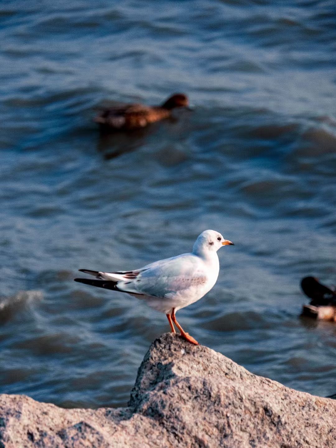 深圳湾西伯利亚的候鸟（图ZMzM0MjI0Njgw） - 人文/纪实摄影 - 站酷设计师放羊的阿鑫原创素材 - 站酷ZCOOL