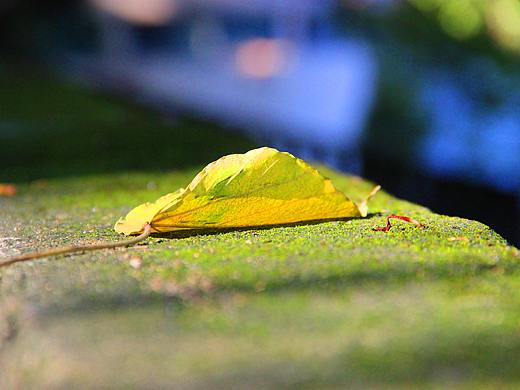 一片不平凡的叶子（个人主页-ZMjYxNjkzMDg=） - 产品摄影 - 站酷设计师luckypig原创素材 - 站酷ZCOOL