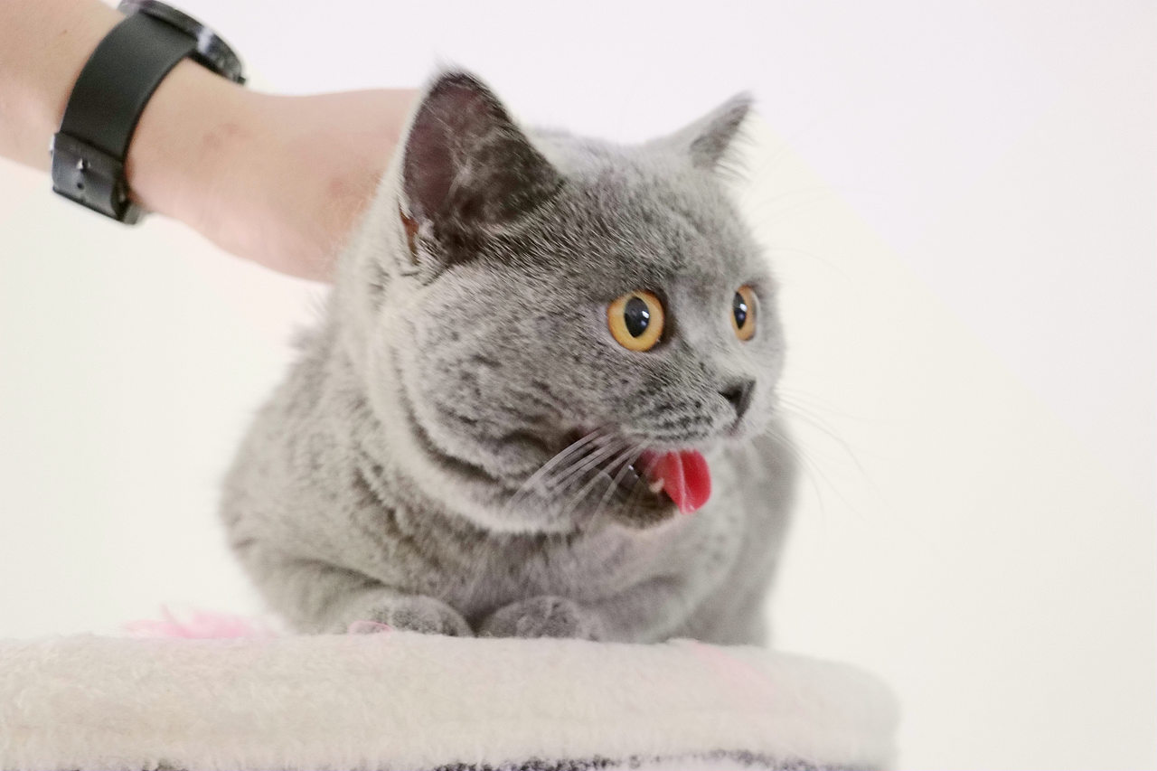 种猫-MM-纯蓝色-冬梅-英国短毛猫|沐米猫舍