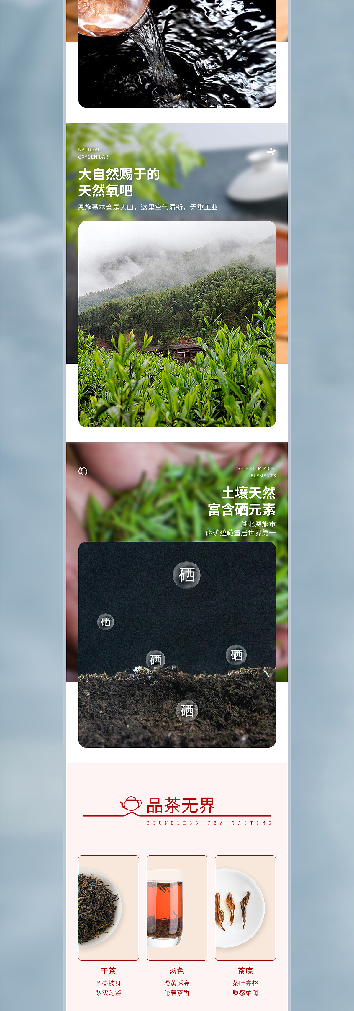 湖北恩施利川红茶 鲜叶采摘 手工制作 茶汤鲜爽