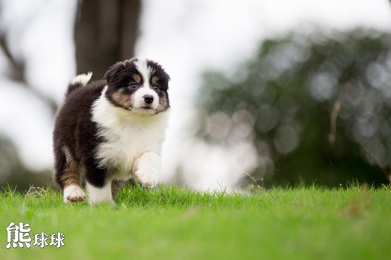 超可爱卖萌的边牧幼犬们！简直萌出血！（图ZMzgzNjM2MjQ=） - 宠物摄影 - 站酷设计师熊球球原创素材 - 站酷ZCOOL