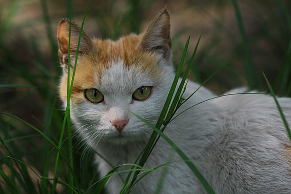 【摄影】那些它－猫－蝶－花（图ZNTkwNDY0MA==） - 风光摄影 - 站酷设计师naza原创素材 - 站酷ZCOOL