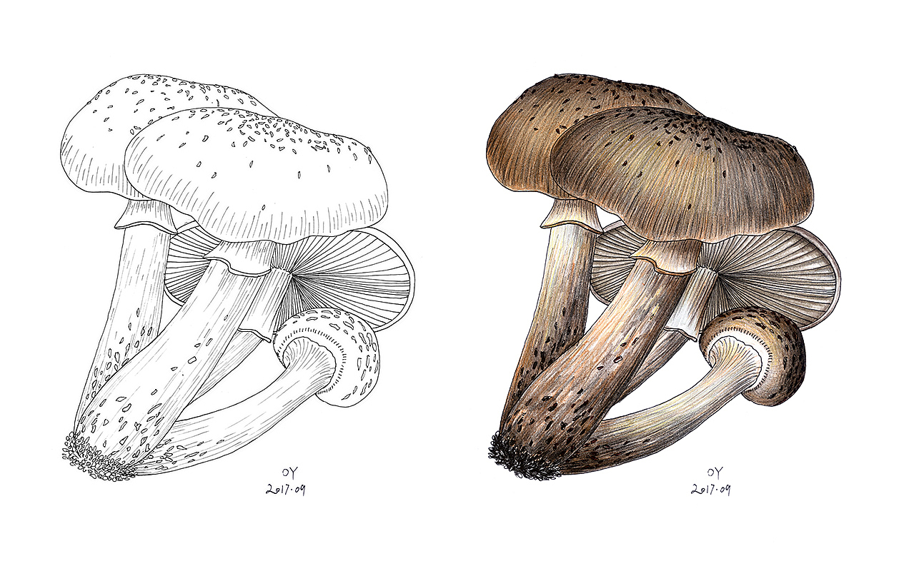 OY手绘:一天一画2017