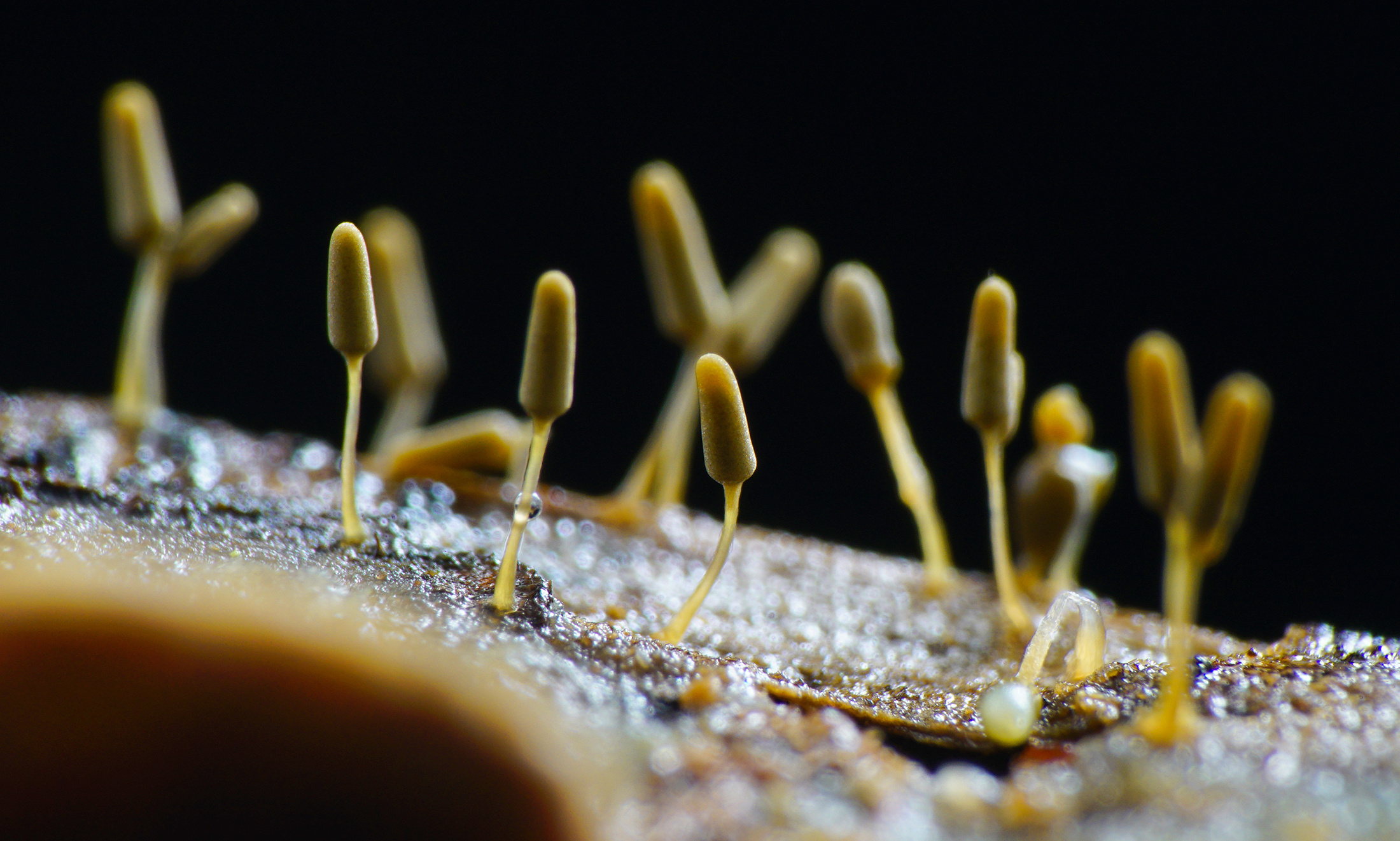 美丽的【黏菌】微观视觉|摄影|微距|深圳瓜哥 - 原创作品 - 站酷 (ZCOOL)