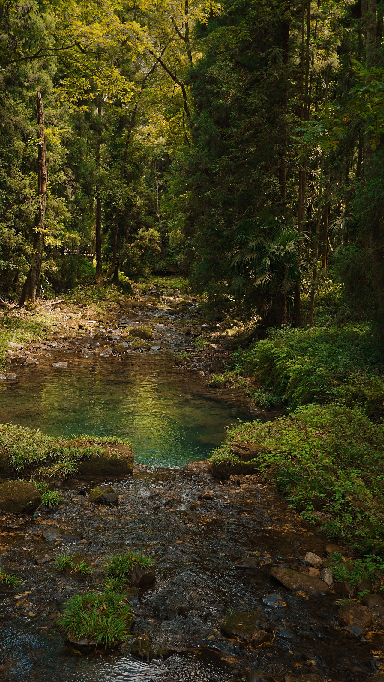 张家界金鞭溪｜自然之息（图ZMzExOTExOTI0） - 风光摄影 - 站酷设计师燦0307原创素材 - 站酷ZCOOL