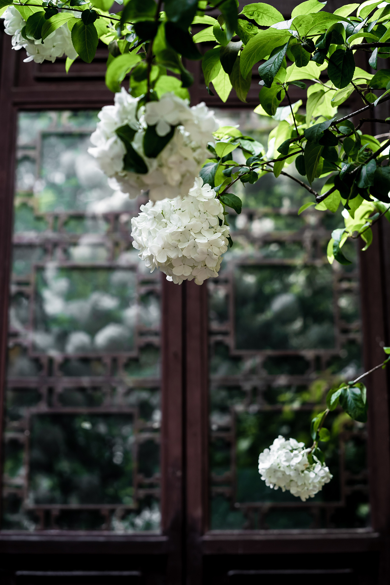 南京清凉山绣球花