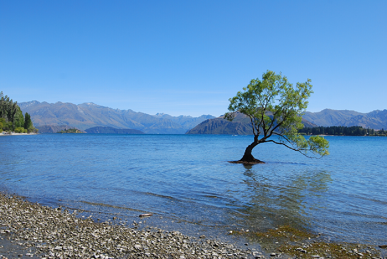 新西兰当之无愧的网红，瓦纳卡湖上的孤独树，很美很诗意