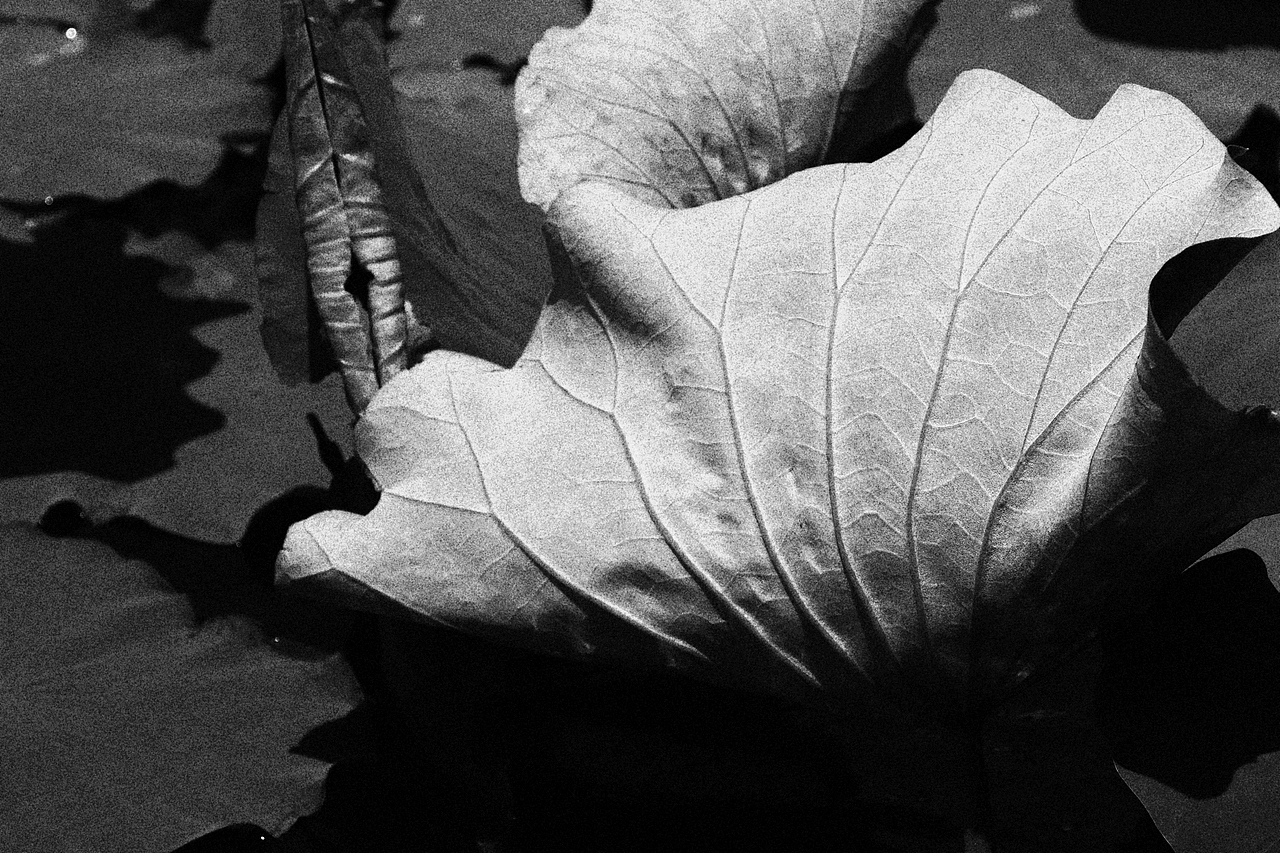 记录下来 即为永恒