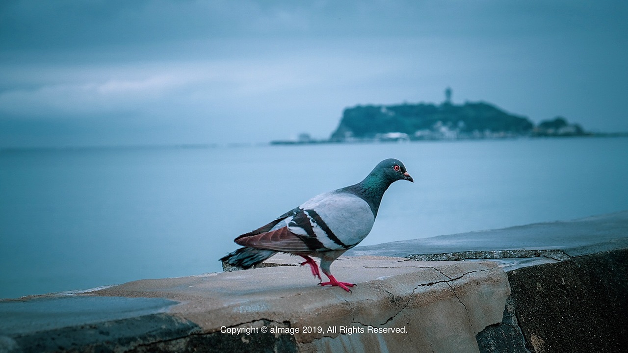 镰仓 | 另一个世界