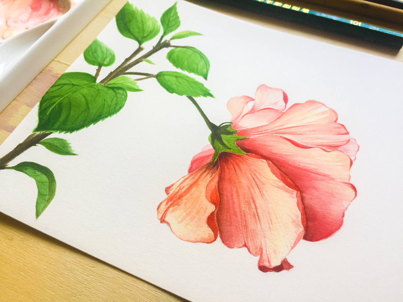 自己家里种的扶桑.开花了就赶紧画下来