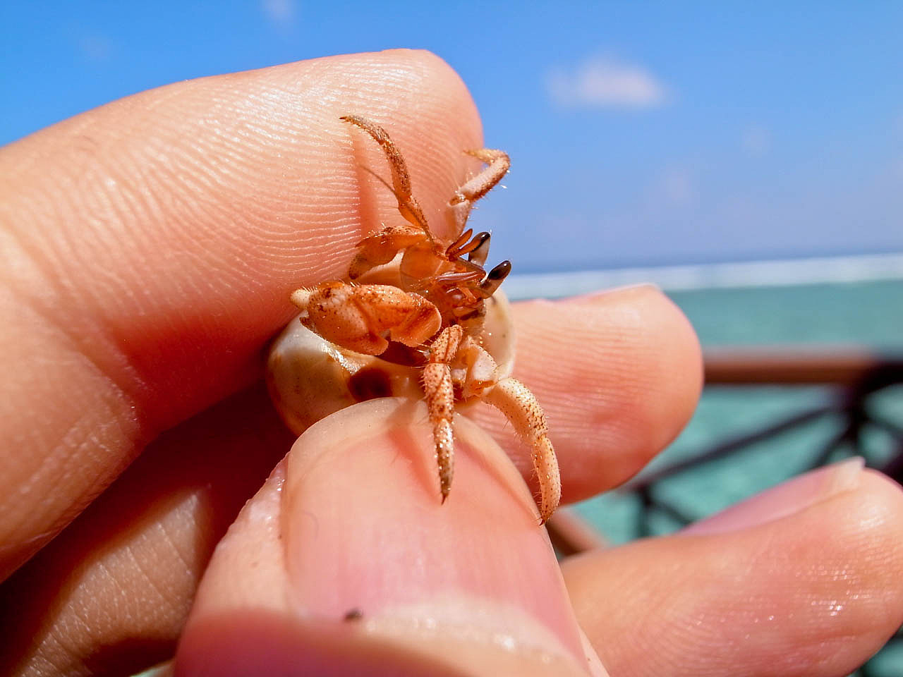 马尔代夫游记 - 梦幻岛 - 四晚六天（图ZNTM5NzkxMg==） - 风光摄影 - 站酷设计师blue_hermit原创素材 - 站酷ZCOOL