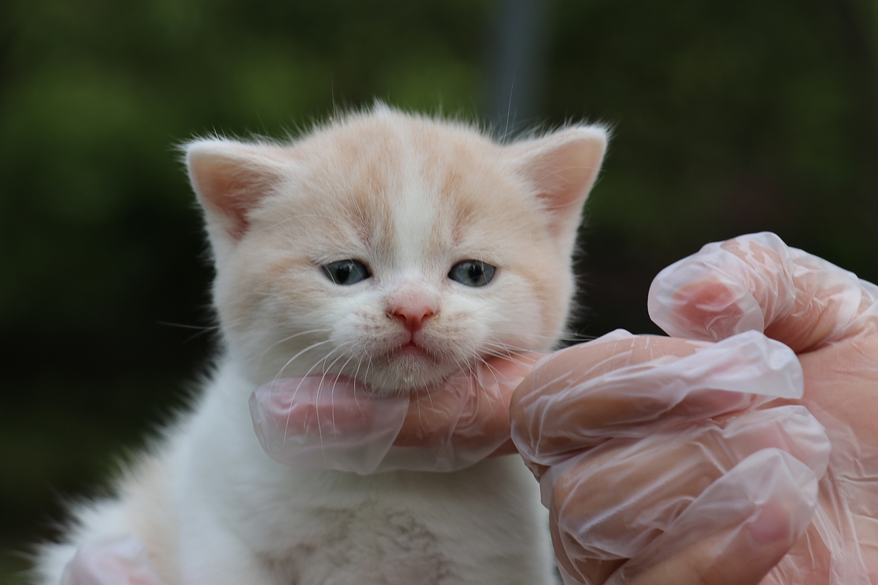双血统英短\0508英短乳白梵公-熊二-27day450g
