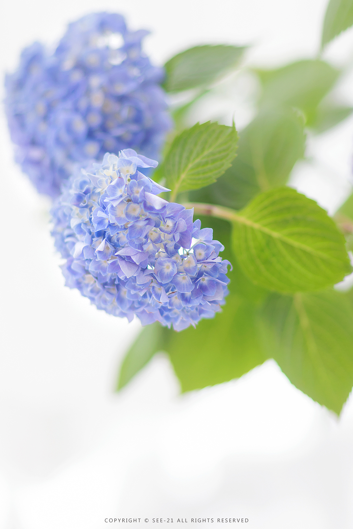 无尽夏自己种的自己拍