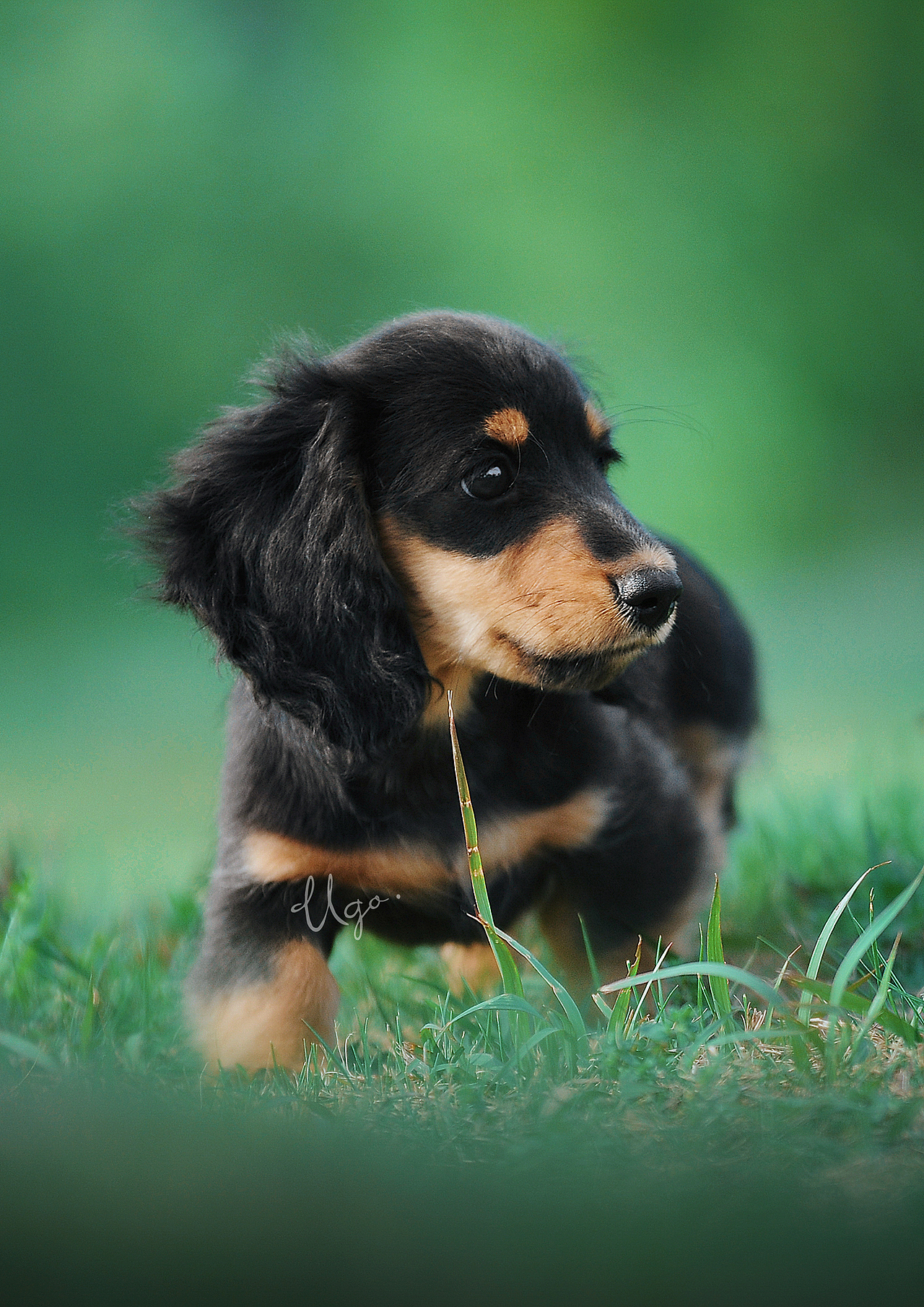 gazing凝视【动物摄影师何某某个人作品28】