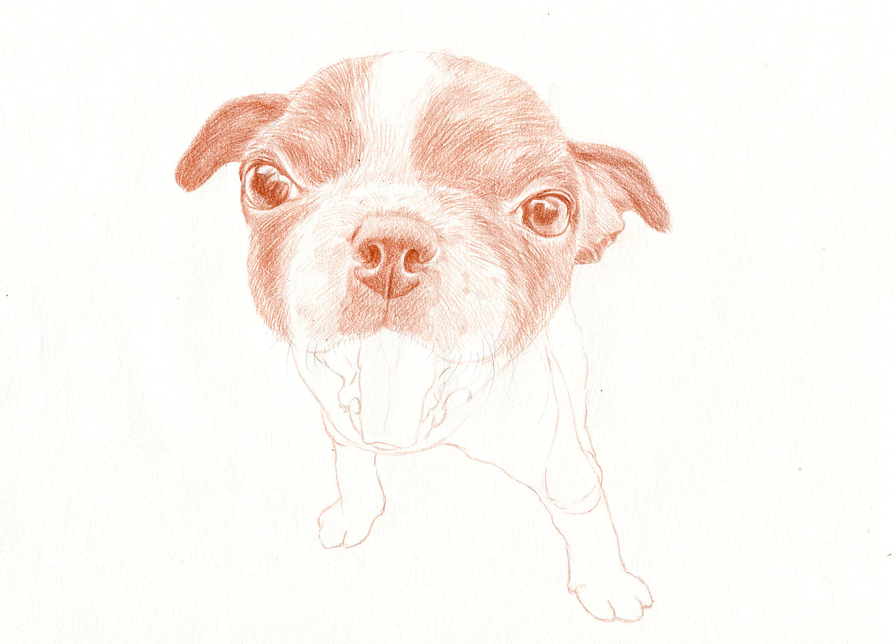 彩铅狗狗——波士顿梗犬（图ZMzU5NDk1ODQ=） - 绘画 - 站酷设计师箐莜菲菲原创素材 - 站酷ZCOOL