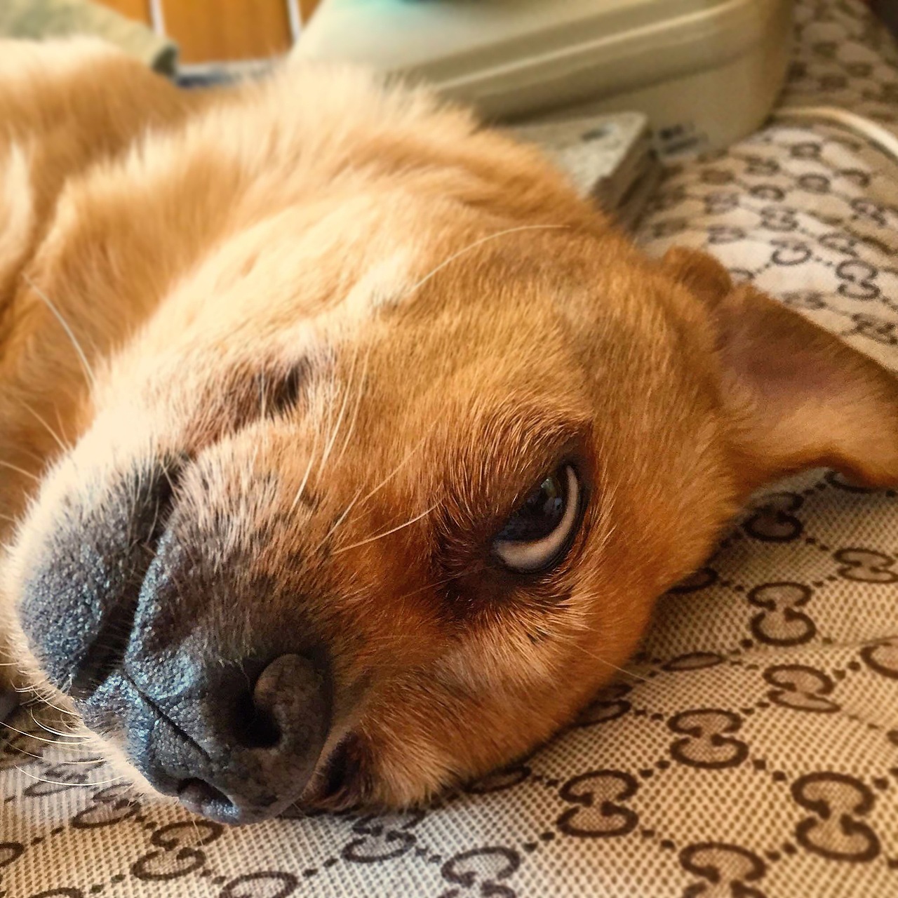 炫狗狂魔（图ZMTA1MDQ3NzIw） - 宠物摄影 - 站酷设计师NeverF原创素材 - 站酷ZCOOL