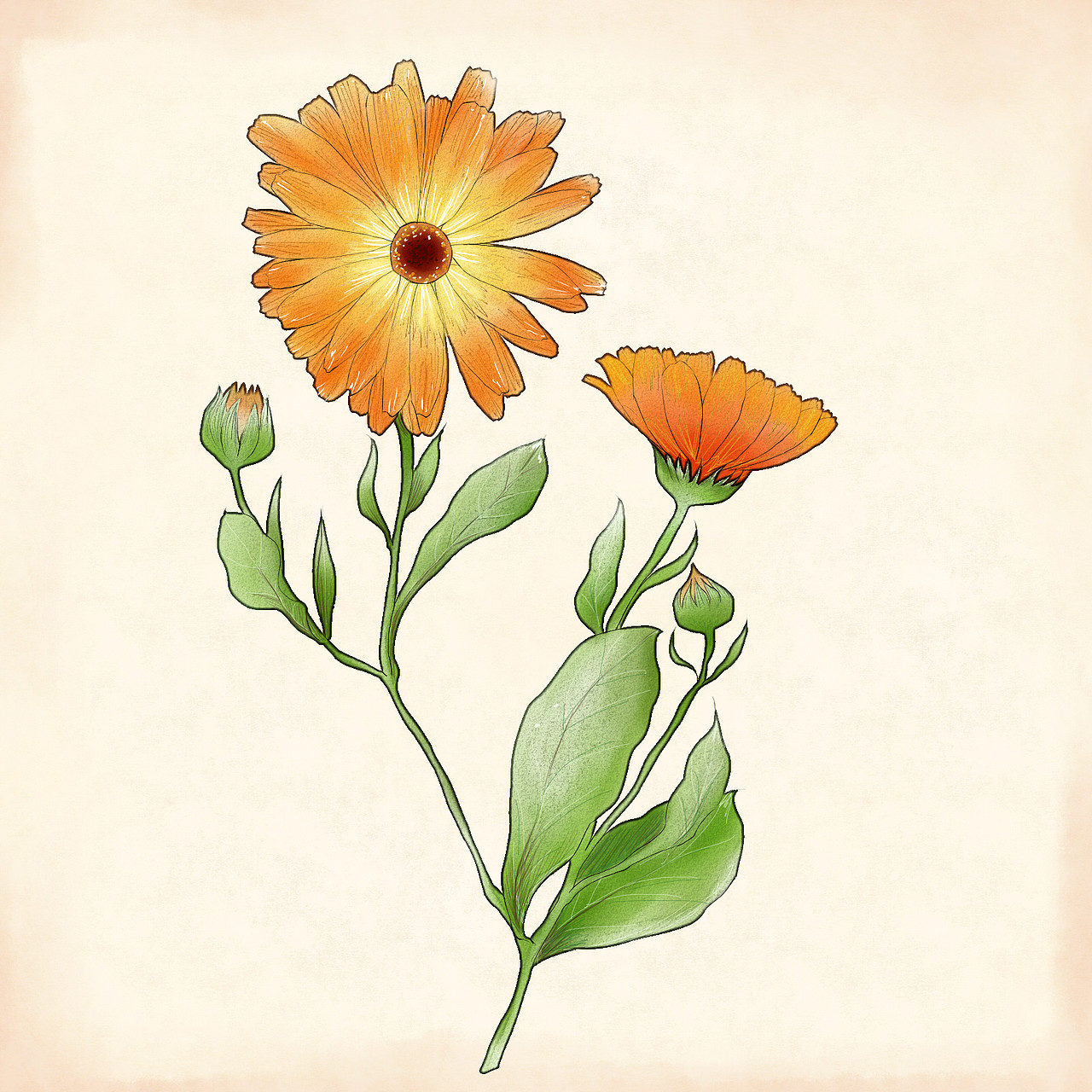 一些植物插画（图ZNDkxNjQyMzY=） - 商业插画 - 站酷设计师Ms西子西原创素材 - 站酷ZCOOL