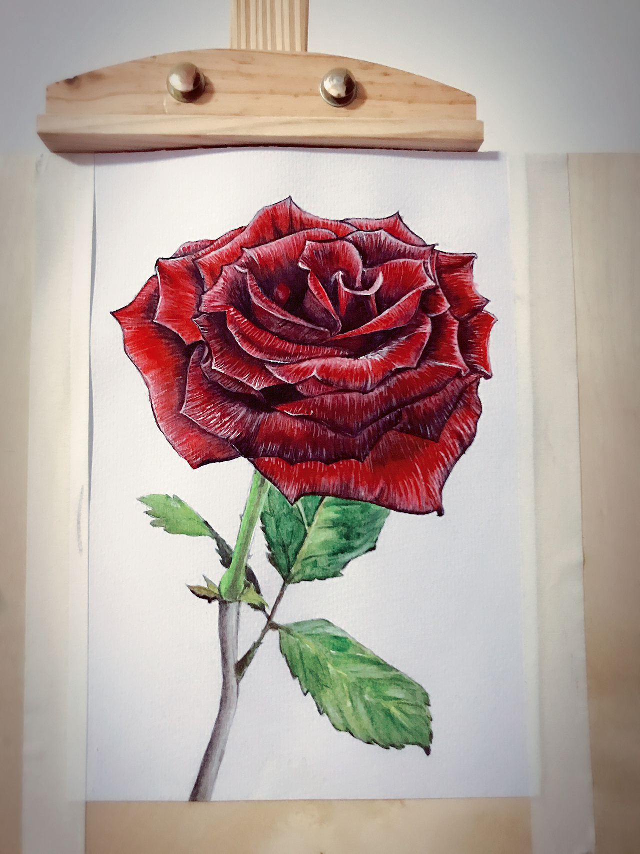 零基础也能画出这朵水彩玫瑰花|插画|创作习作|兿心国际_原创作品