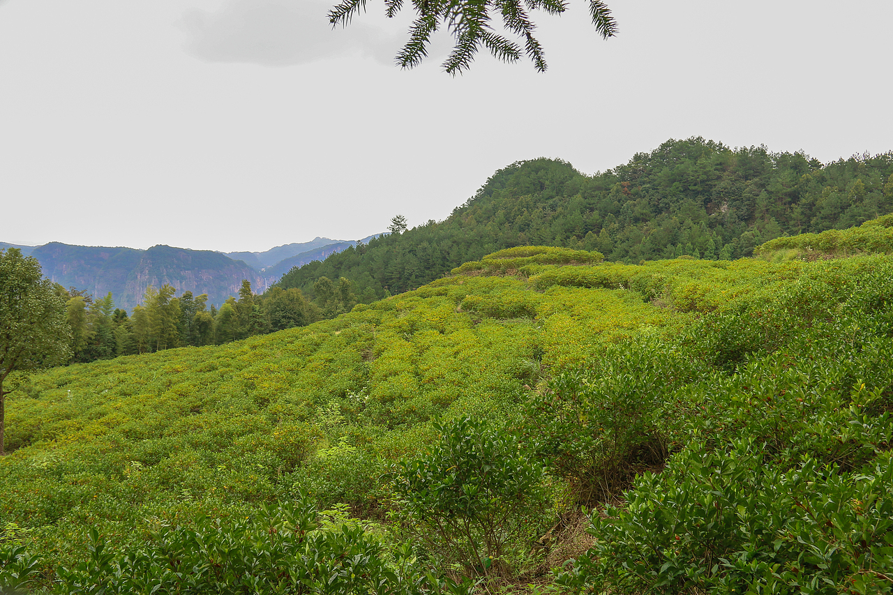 仙居随拍。（图ZNjA4Nzk5NzY=） - 风光摄影 - 站酷设计师阳先森原创素材 - 站酷ZCOOL