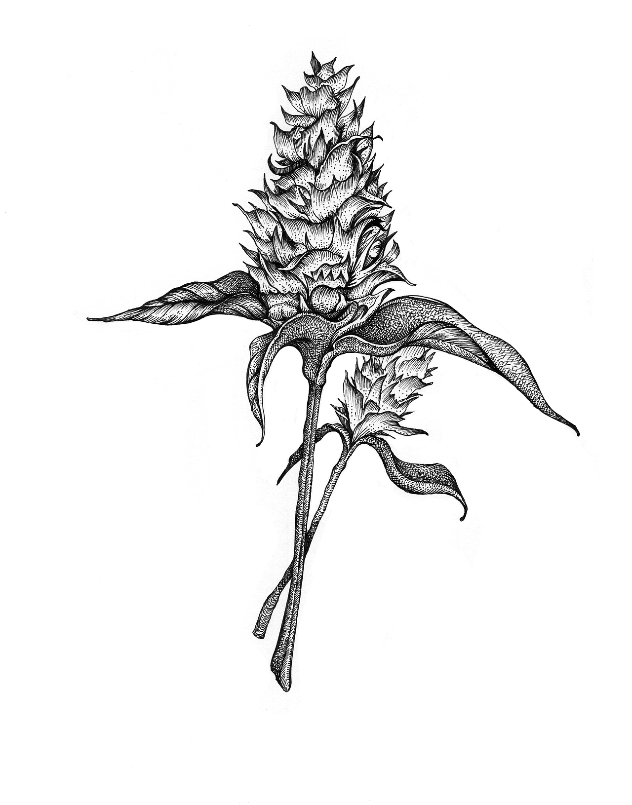 王老吉包装插画设计（图ZMjcyMzg4MDQ4） - 商业插画 - 站酷设计师张贇ILLUSTRATION原创素材 - 站酷ZCOOL