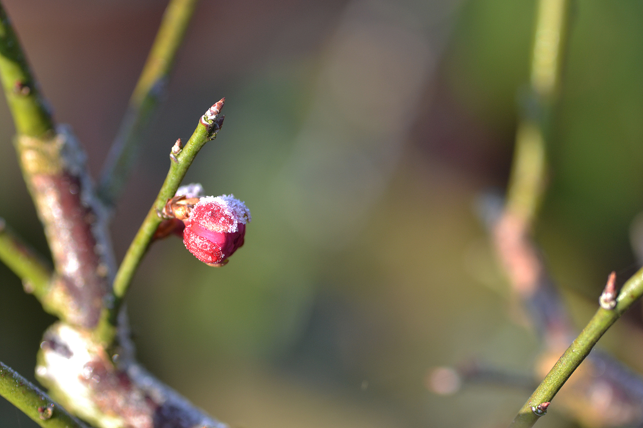 梅花与茶,2019年走山卖花鱼村