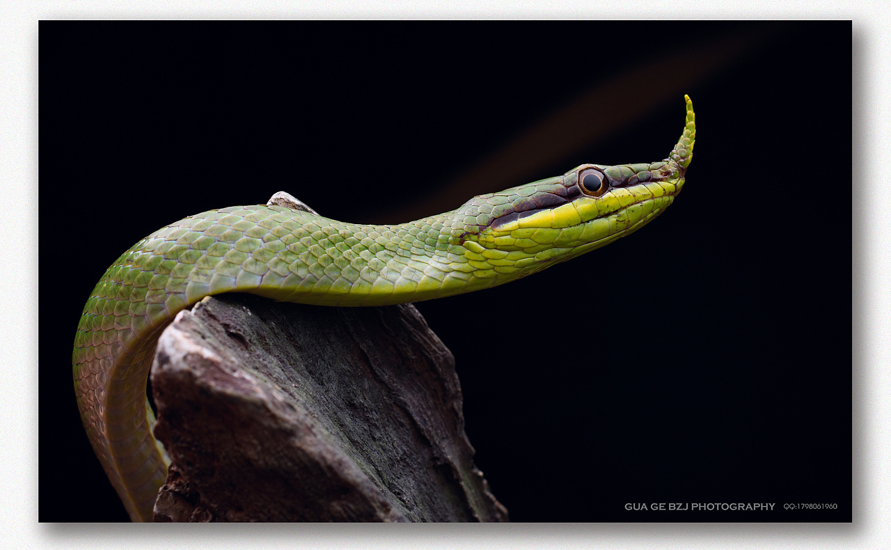 拍了一些朋友的宠物,都是不常见的物种