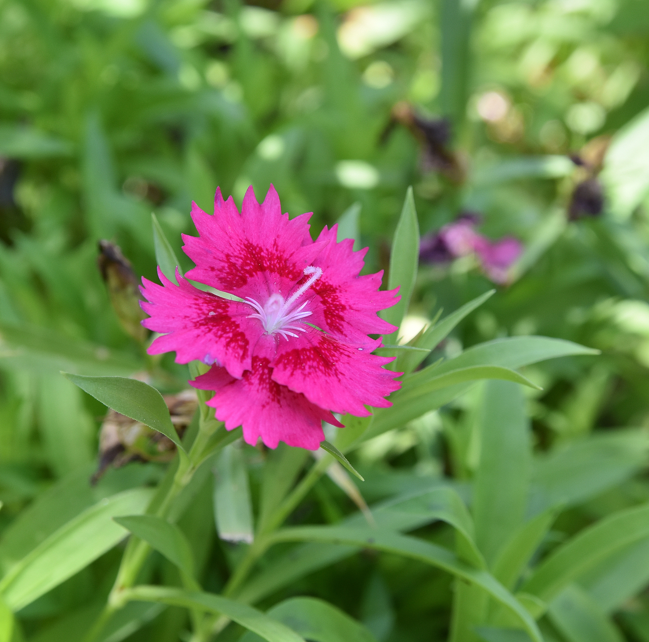 石竹花的花期很长，繁殖能力也很强！