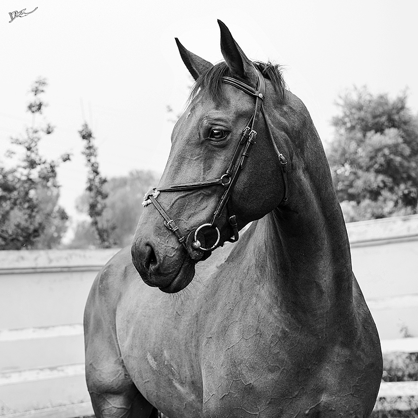 马（图ZNDI0MzcxODQ=） - 宠物摄影 - 站酷设计师naturephoto原创素材 - 站酷ZCOOL