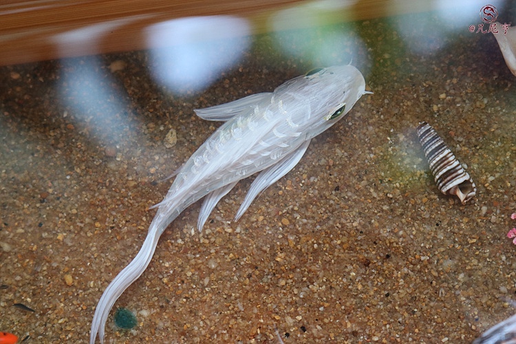 锦鲤池（图ZMzg2OTAwODQ=） - 其他手工艺 - 站酷设计师凡尼亨原创素材 - 站酷ZCOOL