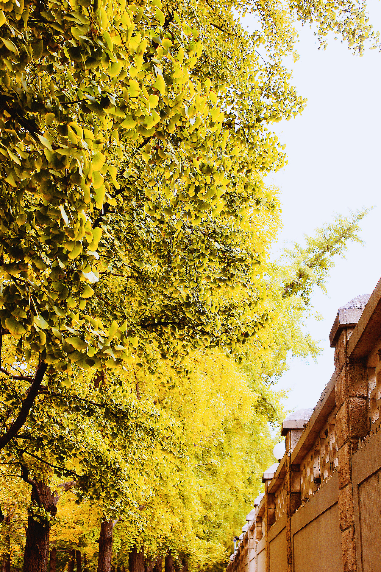 银杏大道 锁 清 秋（图ZNjE3NTI0MDQ=） - 风光摄影 - 站酷设计师Jauver原创素材 - 站酷ZCOOL