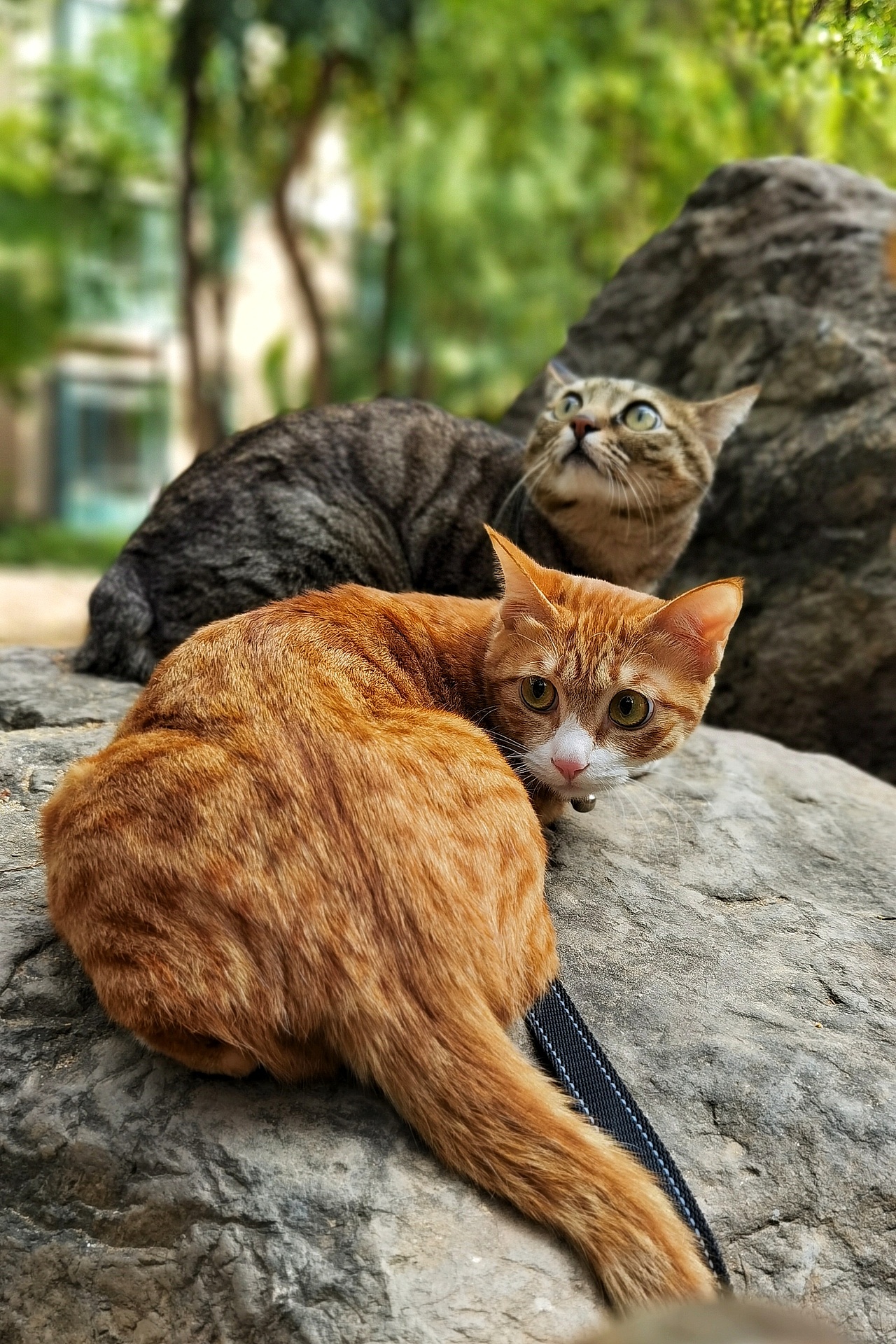 遛两只喵子（图ZMjQwOTQ1OTQ4） - 宠物摄影 - 站酷设计师斑点老马原创素材 - 站酷ZCOOL