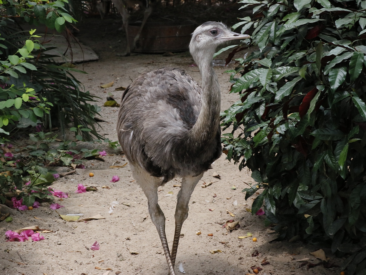 长隆飞鸟乐园-动物趣闻（图ZMjQ5NTU5NTky） - 其他摄影 - 站酷设计师飞天猪猫原创素材 - 站酷ZCOOL