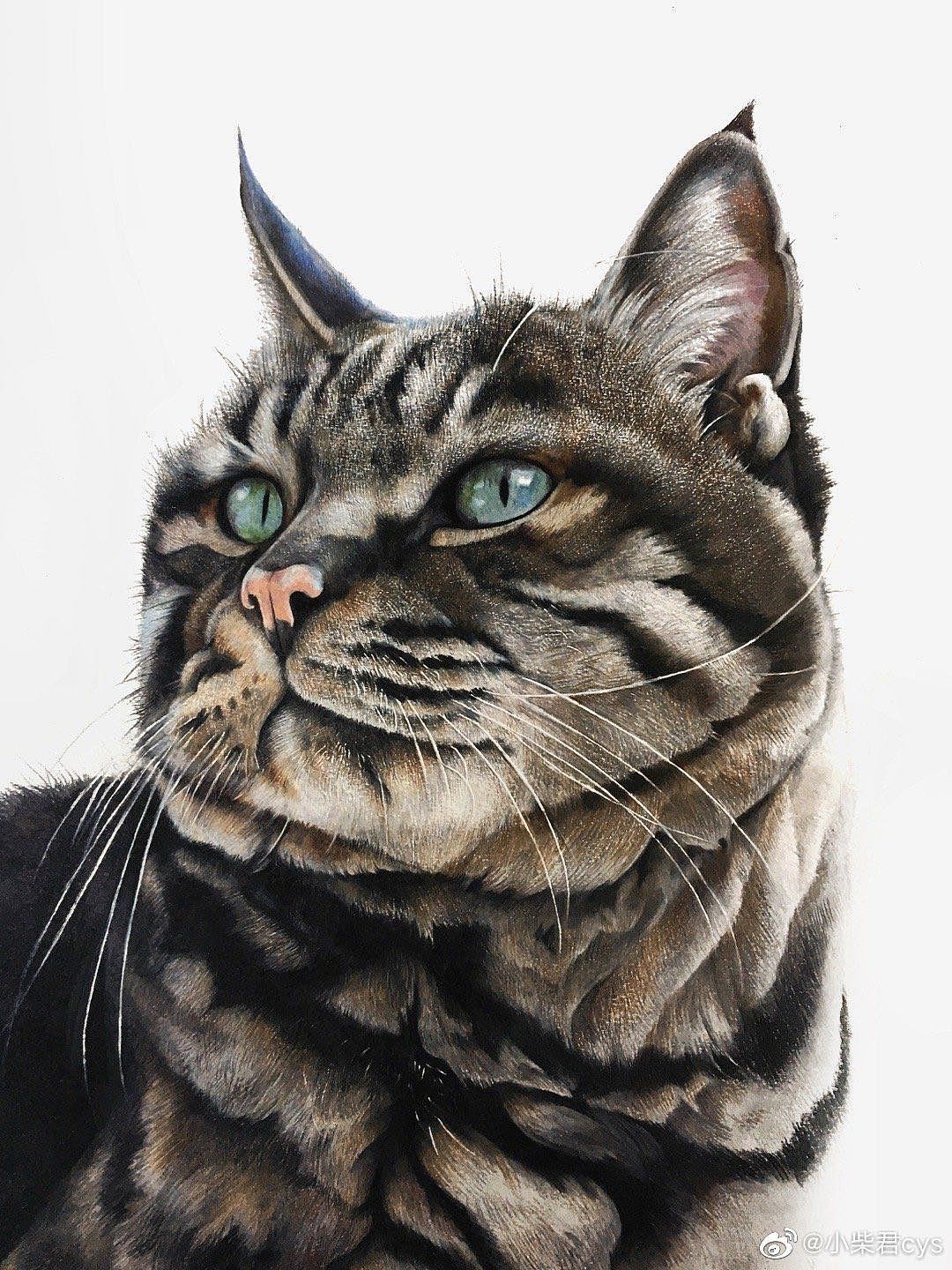 动物不凶猛——手绘动物集合(图ZMjAyODkyNTky) - 绘画 - 站酷设计师柴永生原创素材 - 站酷ZCOOL