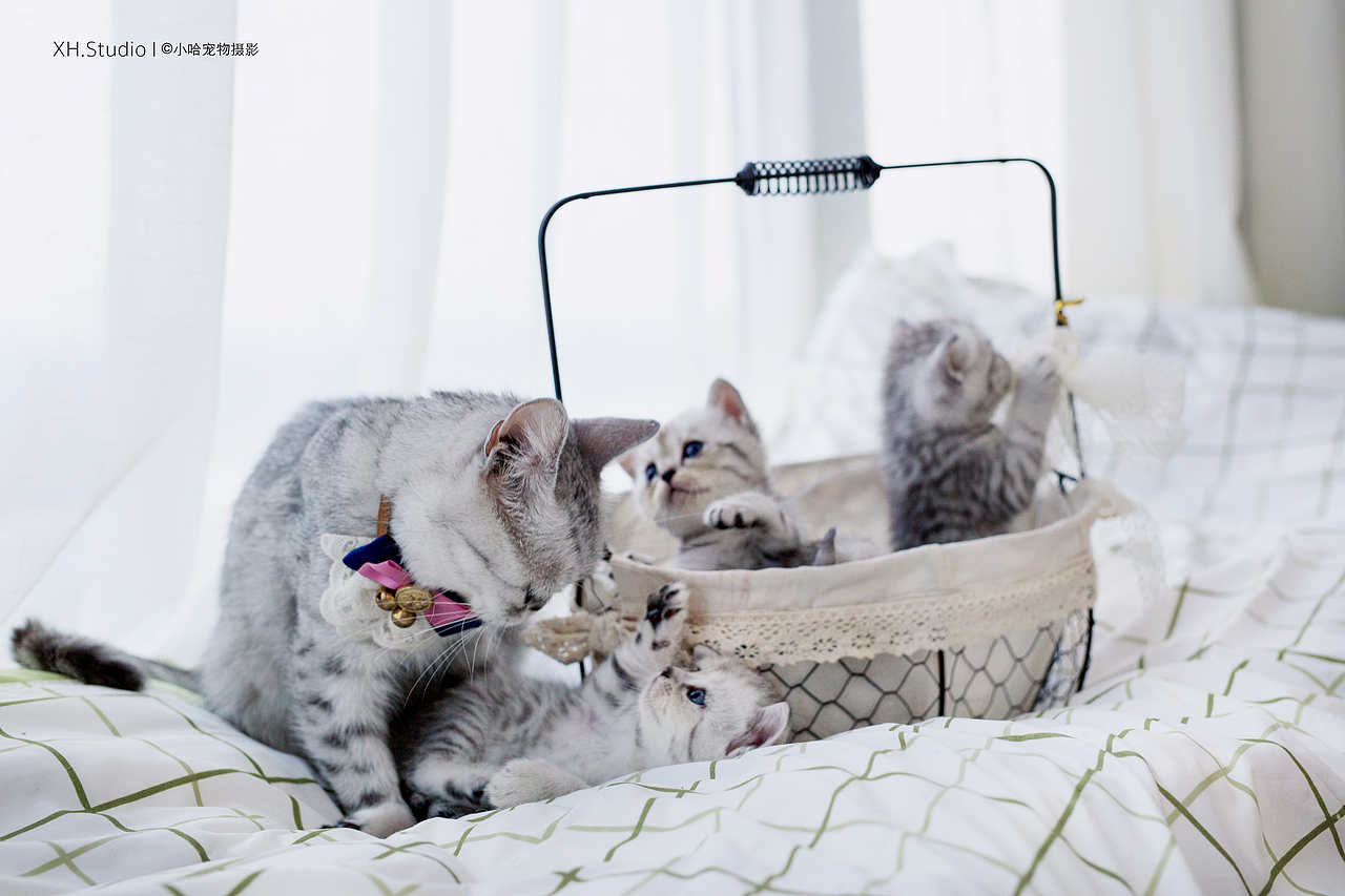 合集三【小哈宠物摄影】（图ZMjM4NTI5NDY0） - 宠物摄影 - 站酷设计师小哈_ZwQ原创素材 - 站酷ZCOOL