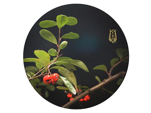植物摄影加后期
